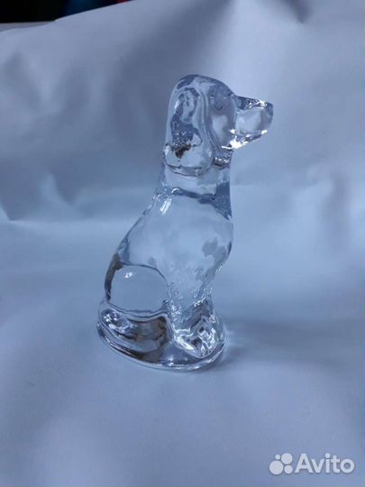 Охотничья собака стеклянная спаниель