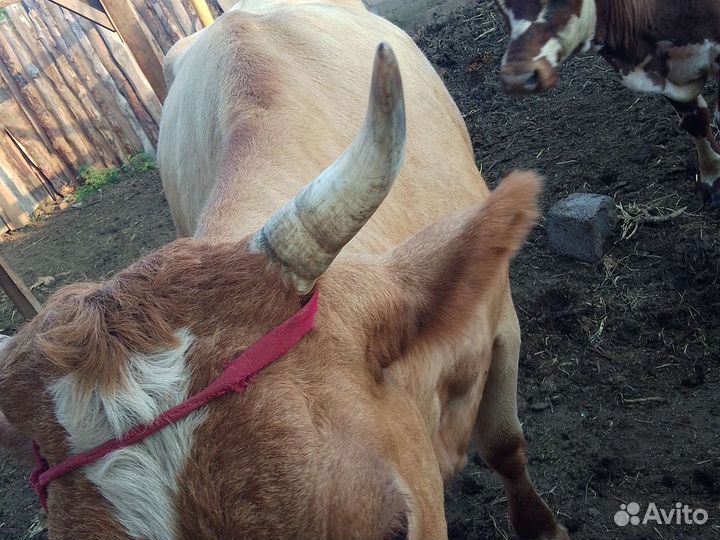 Корова дойная