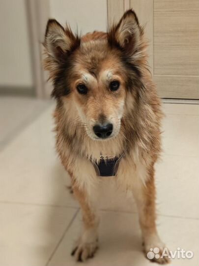 Собака в добрые руки