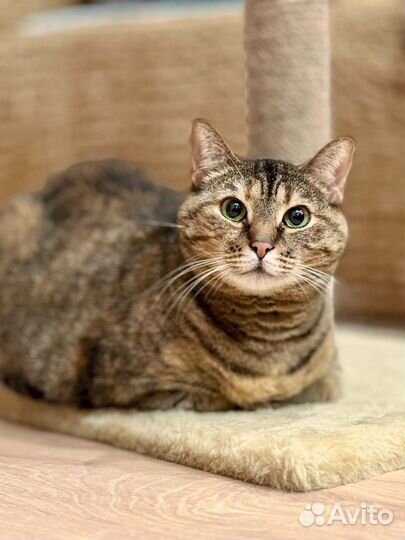 Четыре года кошку не замечают