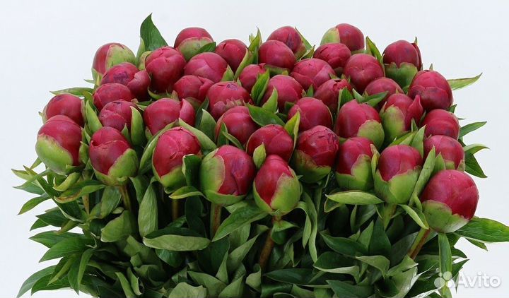 Пионы С доставкой / 101 пион