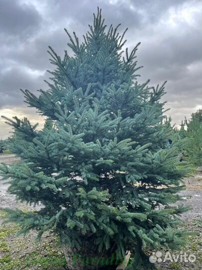 Ель голубая