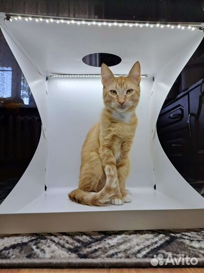 Рыжий кот в добрые руки