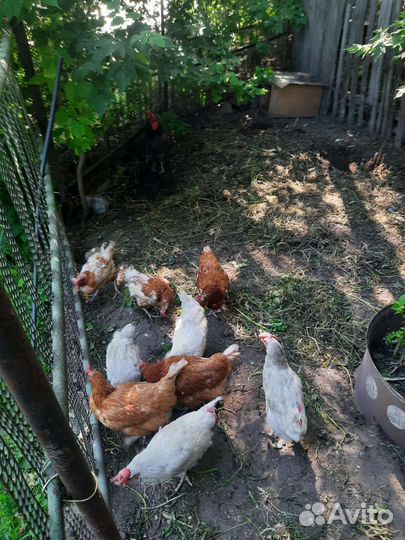 Куры несушки