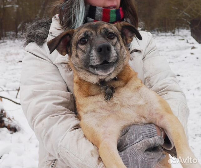 Собака Сола