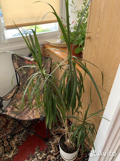 Пальма драцена