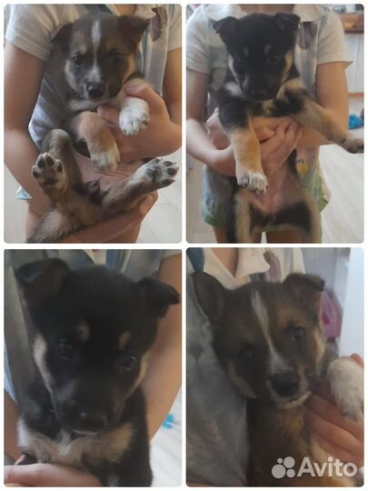 Ищут дом симпатичные и умные щенки