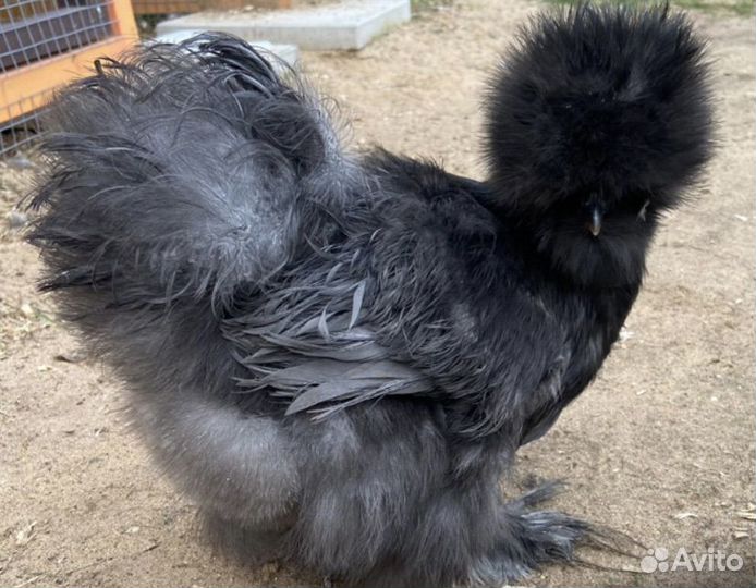 Куры молодки, петухи на племя, ия