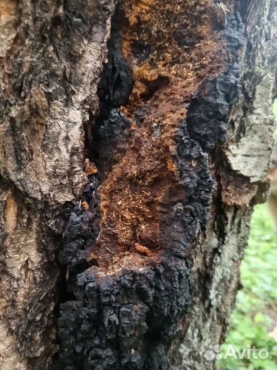 Чага/Трутовик