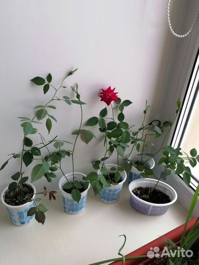 Роза комнатная. Талнах