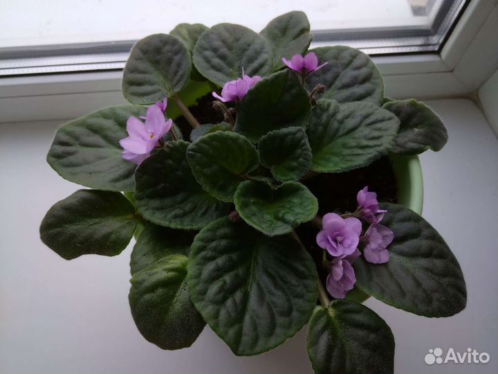 Фиалка в горшках