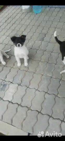 Щенки дворняжки