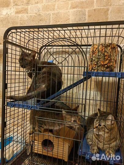 Коты бесплатно отдам двух котов египетский Мао и