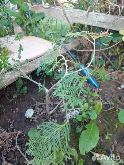 Туя брабант саженцы