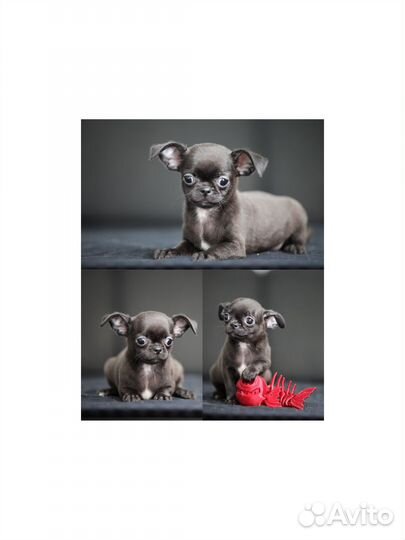 Мини мальчик