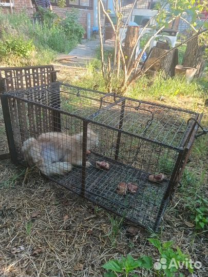 Аренда живоловушки