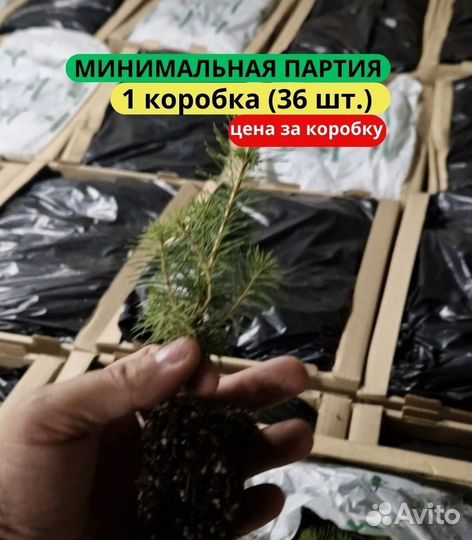 Саженцы ели зкс в розницу