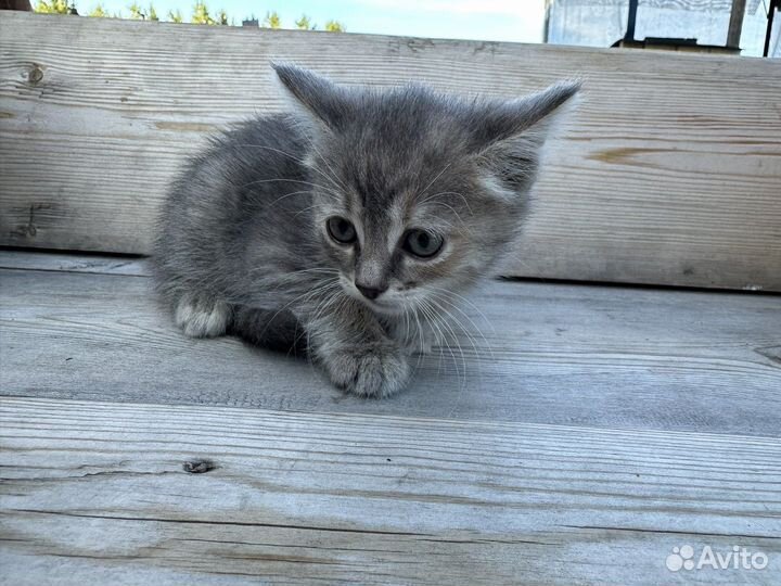 Котенок, девочка 1,5 месяца