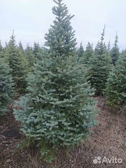 Ель колючая Глаука