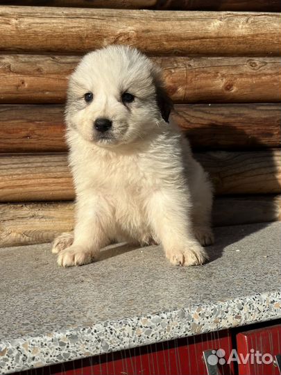 Щенки горной пиренейской