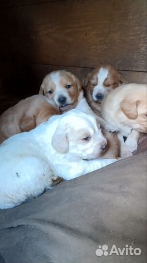 Русский спаниель