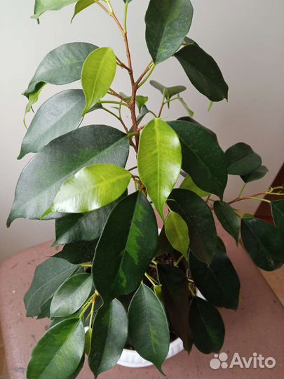 Фикус Денилайт