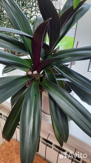 Традесканция рэо