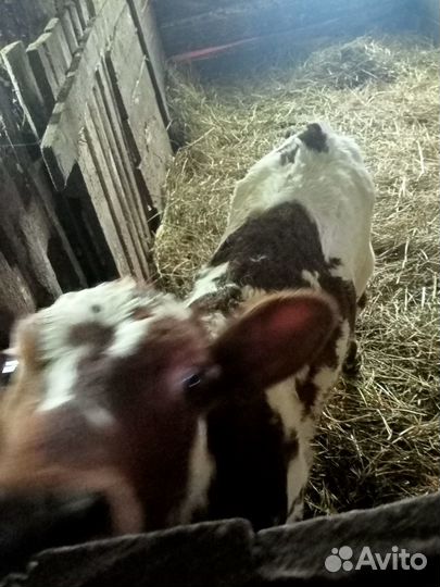 Корова,бычки