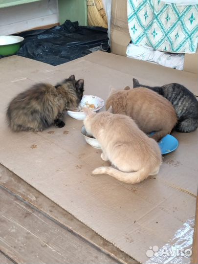 Котята в добрые руки даром