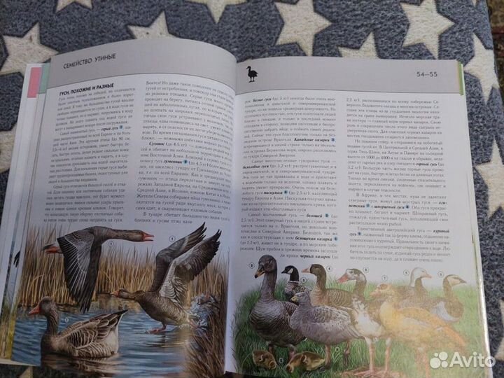 Птицы - полная энциклопедия
