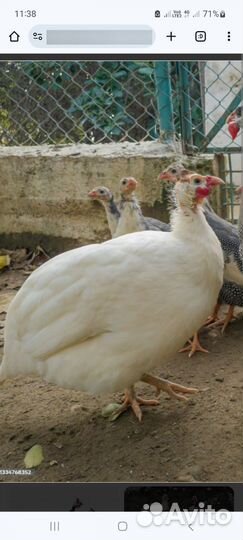 Цесарки,цесарята