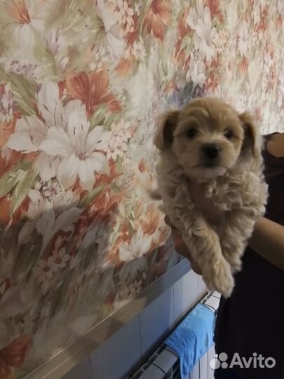 Собака мальтипу