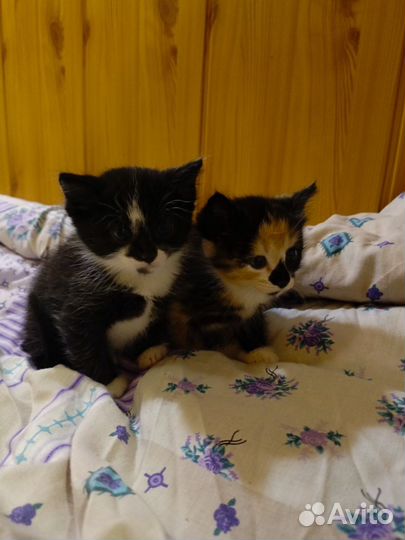 Сибирские котята