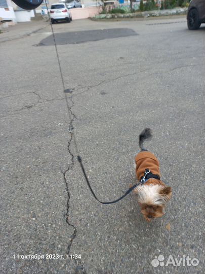 Йоркширский терьер мини