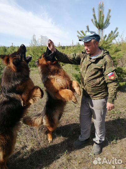 Вязка немецкая длинношерстная овчарка (кобель)
