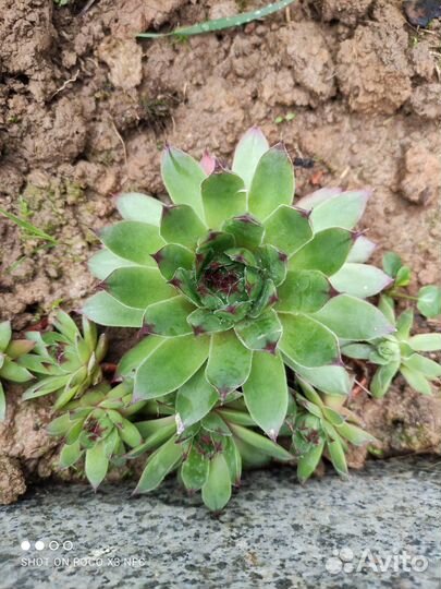 Молодило каменная роза