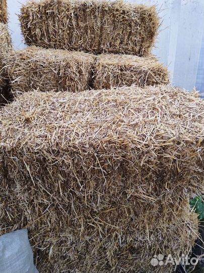Солома пшеничная