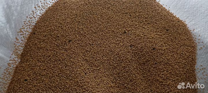 Семена белой горчицы(сидерат)