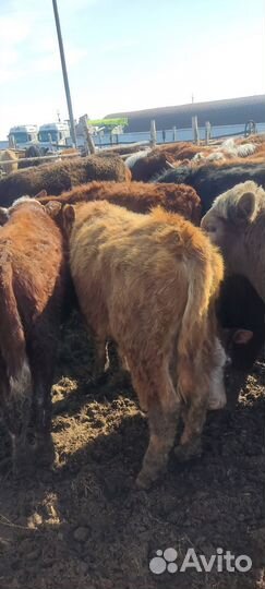 Продам быков, тёлок 70 голов
