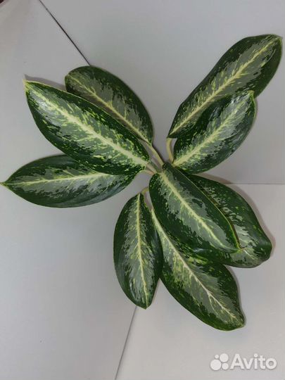 Аглаонема White Tongnoppakul