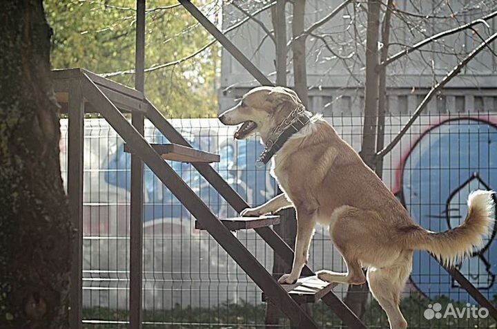 Солнечный пёс в добрые руки