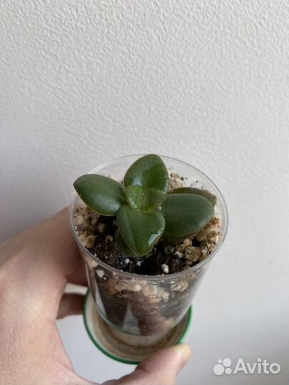 Крассула толстянка суккуленты