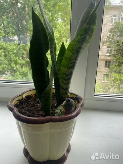 Сансевиерия (щучий хвост)