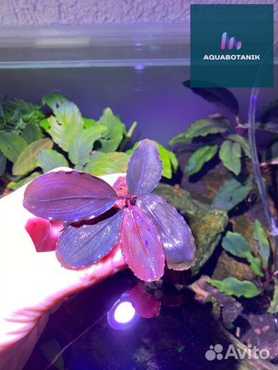 Буцефаландры и анубиасы