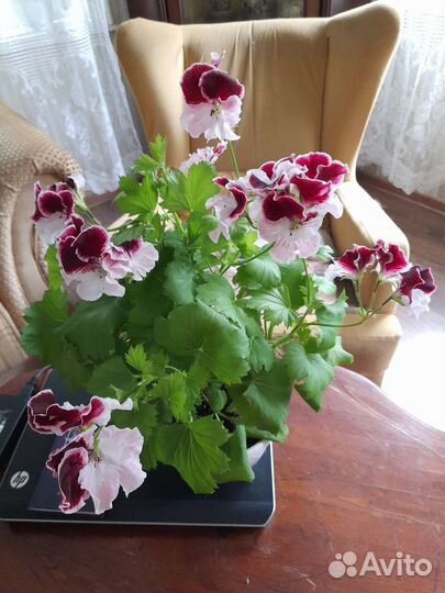 Пеларгония герань королевская