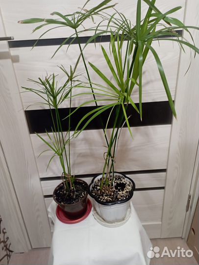 Продам цветы домашние