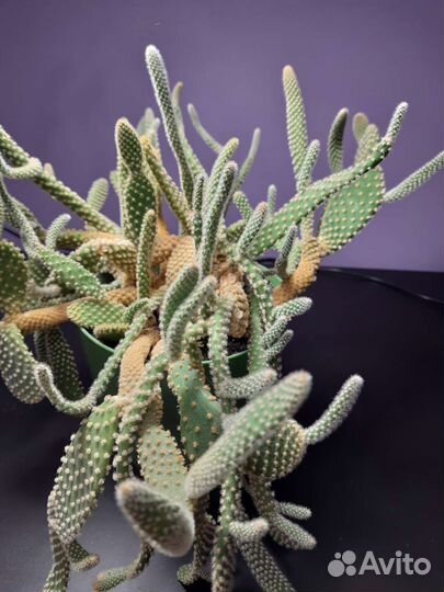 Опунция мелковолосистая. Кактус