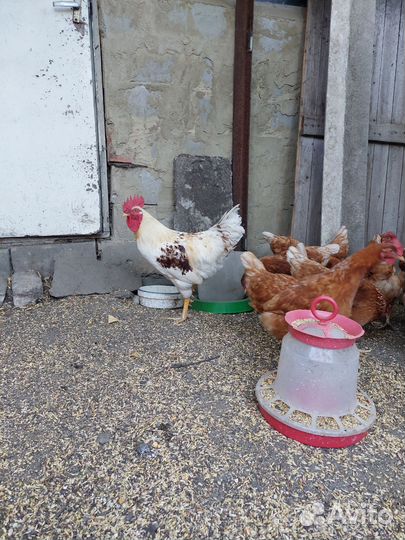 Куры несушки