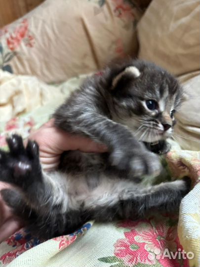 Котята в добрые руки даром