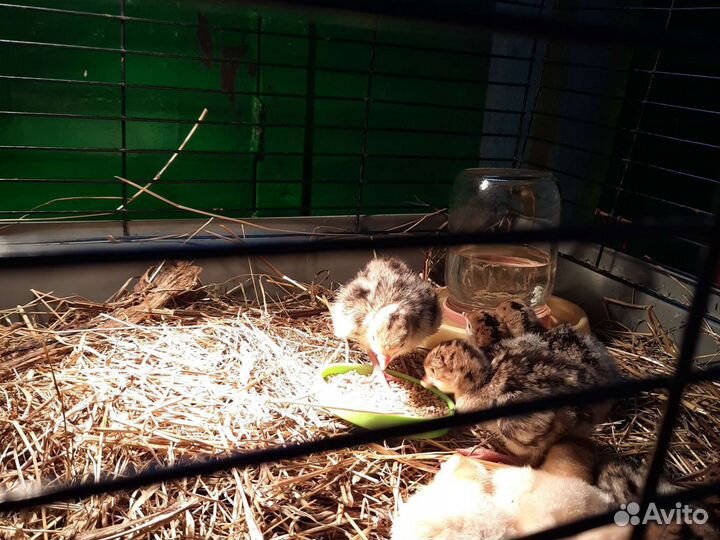Куры несушки молодки, бройлеры тверь
